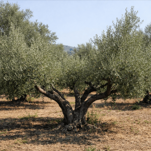 Zeytinde Goble mi Doruk mu