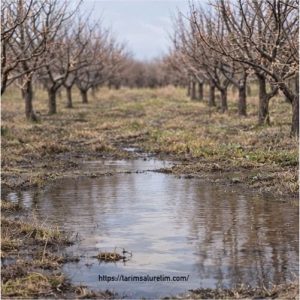 Martta meyve bahçesinde ilk kontrol 