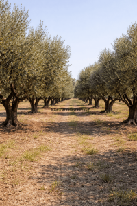 Zeytinde Goble mi Doruk mu