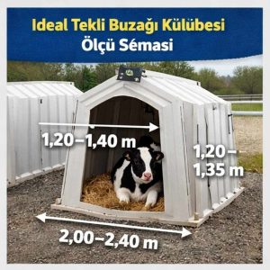 Buzağı Kulübesi Ölçü ve Havalandırma 2 Buzağı Kulübesi Ölçü ve Havalandırma