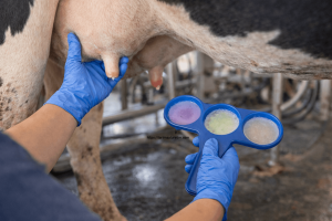 Süt Sağım Hijyeni 