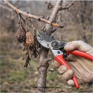 Martta meyve bahçesinde ilk kontrol 