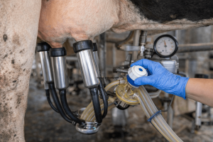 Süt Sağım Hijyeni 