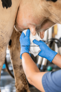 Süt Sağım Hijyeni 