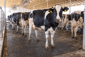 Süt Sağım Hijyeni 