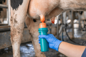 Süt Sağım Hijyeni 