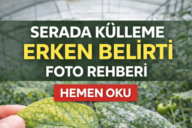 serada külleme erken belirti