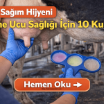 Süt Sağım Hijyeni