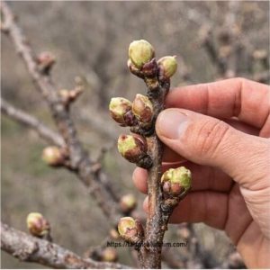 Martta meyve bahçesinde ilk kontrol 