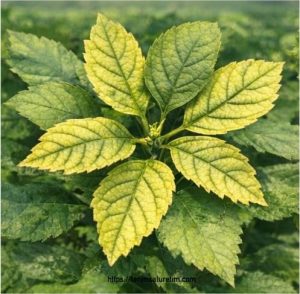 Tarımda pH Düşürme Yükseltme