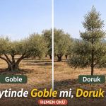 Zeytinde Goble mi Doruk mu