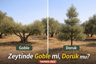 Zeytinde Goble mi Doruk mu