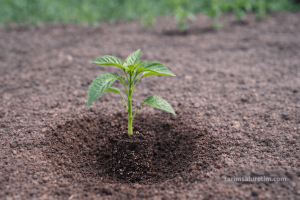 Domates/Biber Fide Dikimi: 7 Kritik Hata 5 domates/biber fide dikimi