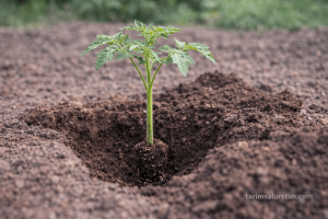 Domates/Biber Fide Dikimi: 7 Kritik Hata 4 domates/biber fide dikimi