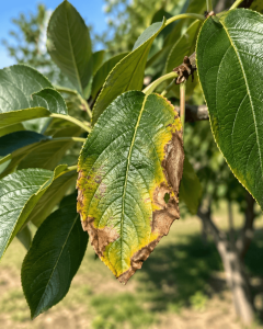 karışım hataları fitotoksisite