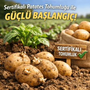 patates tohumluğu seçimi 
