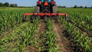 Mısırda İkinci Çapa ve Azot Gübreleme 3 mısırda çapa