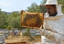 Bal hasadı sonrası kovan kontrolü