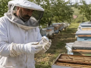 Bal hasadı sonrası kovan kontrolü