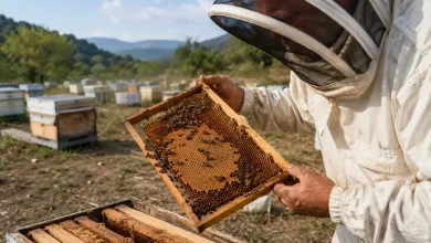 koloni birleştirme kararı