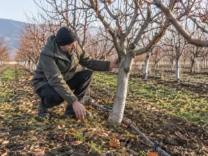 Meyve Bahçesinde Hasat Sonrası Bakım