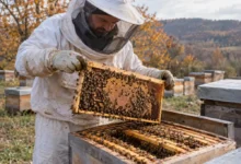 Ekim Sonu Varroa Mücadelesi