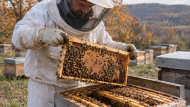 Ekim Sonu Varroa Mücadelesi